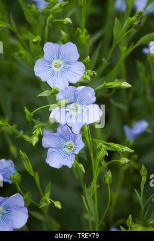 Le lin commun, de lin, graines de lin (Linum usitatissimum), tiges à fleurs. Allemagne Banque D'Images