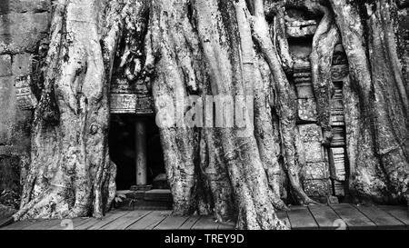 De plus en plus racine de l'arbre massif sur le célèbre monument - Ta Prohm Temple, voir de la bataille entre la nature et l'architecture. (Angkor Wat, au Cambodge) Banque D'Images