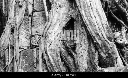 De plus en plus racine de l'arbre massif sur l'un des plus célèbre monument - Ta Prohm Temple, qui a également connu comme Rajaviharain ou 'temple' Jungle, Banque D'Images