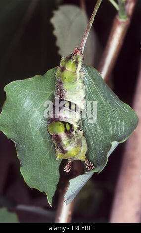Grand Amiral (Limenitis populi peuplier), Caterpillar. Allemagne Banque D'Images