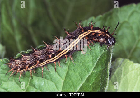 Silver-lavé fritillary (Argynnis paphia), Caterpillar sur une feuille Banque D'Images