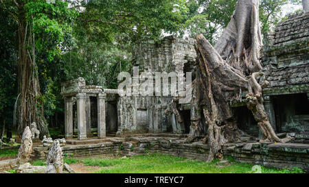 De plus en plus racine de l'arbre massif sur le célèbre monument - Ta Prohm Temple, voir de la bataille entre la nature et l'architecture. (Angkor Wat, au Cambodge) Banque D'Images