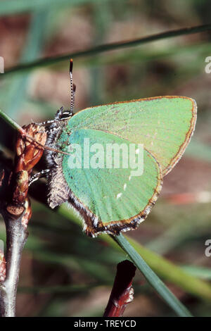 Porte-queue vert (Callophrys rubi),. Papillon sur un bourgeon. L'Allemagne. Banque D'Images