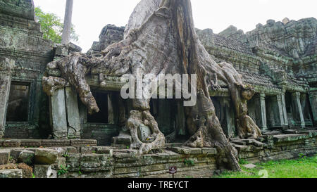 De plus en plus racine de l'arbre massif sur le célèbre monument - Ta Prohm Temple, voir de la bataille entre la nature et l'architecture. (Angkor Wat, au Cambodge) Banque D'Images