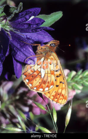 Fabriciana Niobe fritillary (Argynnis niobe, niobé). Papillon sur une fleur bleue. Allemagne Banque D'Images