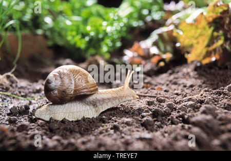 Escargot romain, escargots, escargots, Escargot de Bourgogne (Helix pomatia) sur le sol. Allemagne Banque D'Images