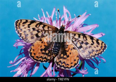 Spotted fritillary (Melitaea didyma). Papillon sur une fleur. Allemagne Banque D'Images