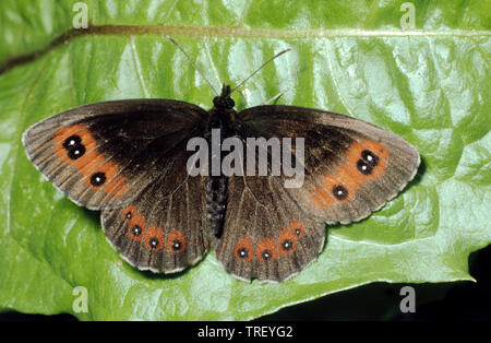 Scotch Argus (Erebia aethiops) sur une feuille. Allemagne Banque D'Images