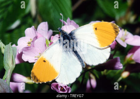 Astuce Orange (Anthocharis cardamines). Sur une fleur mâle. Allemagne Banque D'Images