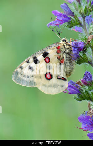 Mountain apollo (Parnassius apollo). Papillon sur une fleur. Allemagne Banque D'Images