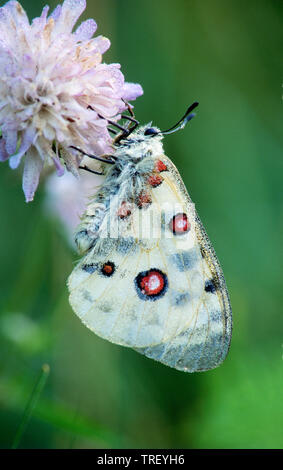 Mountain apollo (Parnassius apollo). Papillon sur une fleur. Allemagne Banque D'Images
