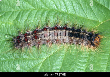 La spongieuse (Lymantria dispar), Caterpillar sur une feuille, Allemagne Banque D'Images