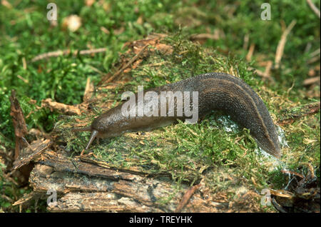 Grande Limace grise, Leopard Slug (Limax maximus), une grande terre limace. Allemagne Banque D'Images