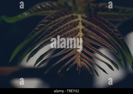 Feuilles vertes des fougères avec gouttes dans les régions tropicales. Vue d'en haut. Mise à plat. Nature background, close-up de fougère. Banque D'Images