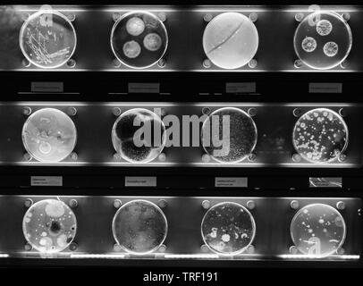 Différents échantillons de types de bactéries vivant en common articles ménagers. fond noir et blanc. Banque D'Images
