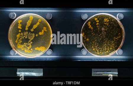 Les laver à la main et lavé les bactéries en boîte de pétri. Banque D'Images