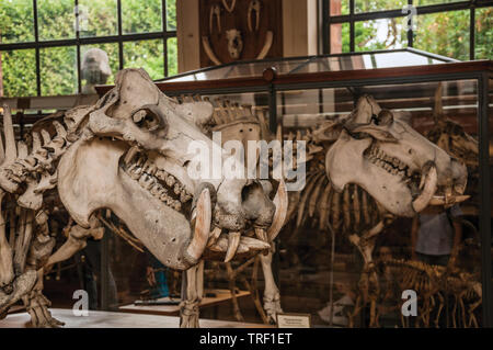 Les crânes des animaux au hall de la galerie de Paléontologie et d'Anatomie Comparée à Paris. L'un des plus impressionnants du monde centre culturel en France. Banque D'Images