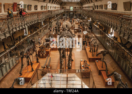 Squelettes préhistoriques à la galerie de Paléontologie et d'Anatomie Comparée à Paris. L'un des plus impressionnants du monde centre culturel en France. Banque D'Images