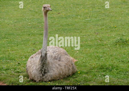 Ostrich à col rouge, au zoo de Paignton Banque D'Images
