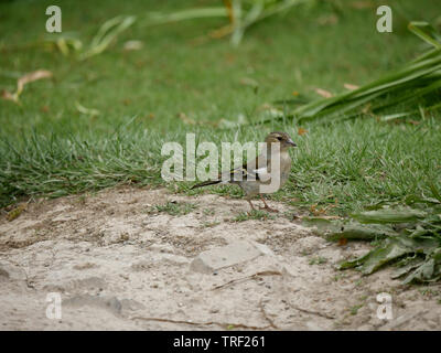 - Fringilla coelebs Chaffinch femme debout sur le terrain Banque D'Images