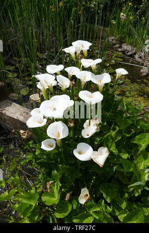 Calla Lily sauvage en pleine croissance Banque D'Images