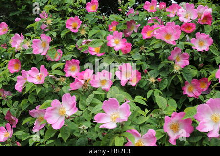 Rosa Taepung en pleine floraison Banque D'Images
