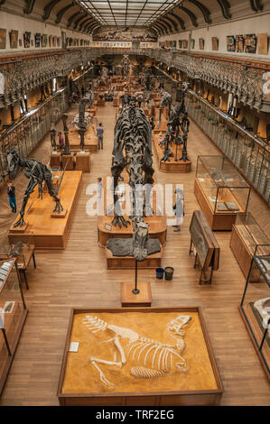 Squelettes préhistoriques à la galerie de Paléontologie et d'Anatomie Comparée à Paris. L'un des plus impressionnants du monde centre culturel en France. Banque D'Images