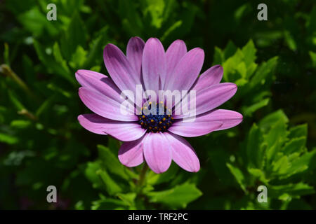 Osteospermum 'Serenity' Rose Banque D'Images