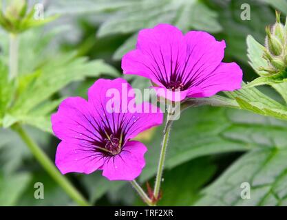 Une variété de géranium vivace appelée Ann Folkard, géranium sanguin, ou poussent à l'état sauvage dans les bois Rishworth. Banque D'Images