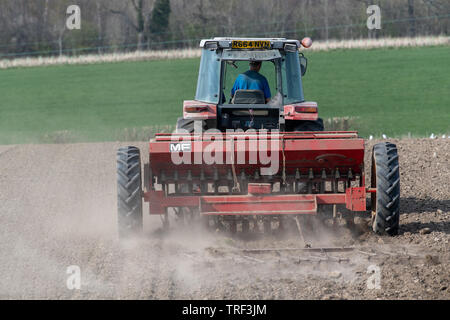 La plantation d'agriculteur l'orge de printemps avec un tracteur 4245 Massey Ferguson MF 30 vintage et d'un semoir, dans un endroit sec et poussiéreux. North Yorkshire, UK. Banque D'Images