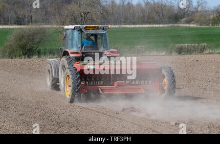 La plantation d'agriculteur l'orge de printemps avec un tracteur 4245 Massey Ferguson MF 30 vintage et d'un semoir, dans un endroit sec et poussiéreux. North Yorkshire, UK. Banque D'Images