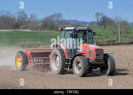 La plantation d'agriculteur l'orge de printemps avec un tracteur 4245 Massey Ferguson MF 30 vintage et d'un semoir, dans un endroit sec et poussiéreux. North Yorkshire, UK. Banque D'Images