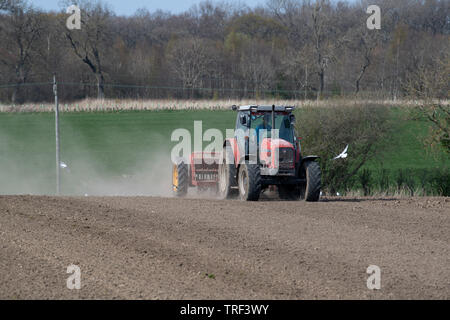 La plantation d'agriculteur l'orge de printemps avec un tracteur 4245 Massey Ferguson MF 30 vintage et d'un semoir, dans un endroit sec et poussiéreux. North Yorkshire, UK. Banque D'Images