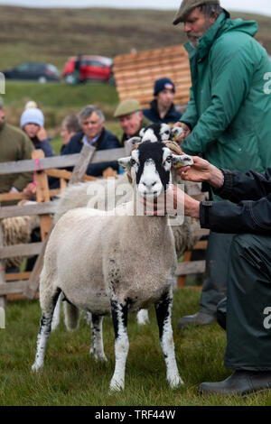 Mouton Swaledale a montré à un mouton, qui ont eu lieu à Tan Hill, le plus haut pub en Angleterre. Banque D'Images