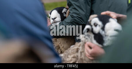 Mouton Swaledale a montré à un mouton, qui ont eu lieu à Tan Hill, le plus haut pub en Angleterre. Banque D'Images