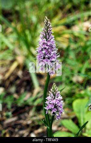 Orchidée tachetée commun Banque D'Images