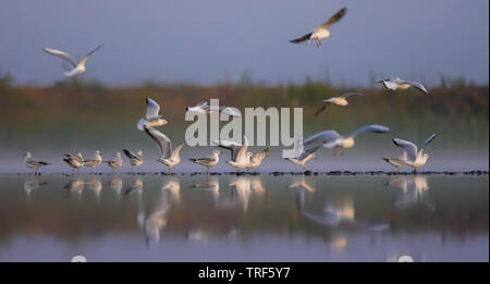 G matin troupeau de mouettes à tête noire en plumage d'automne et d'hiver, s'assoit et vole sur petite bande de terre du lac Banque D'Images