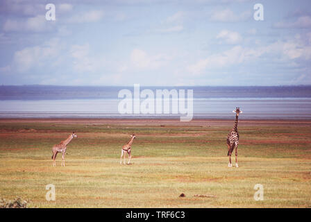 Les Girafes dans le parc national du lac Manyara, Tanzanie © Antonio Ciufo Banque D'Images