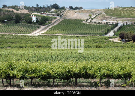 Les vignobles de Temecula, CA de Vindemia Vineyards and Vineyard and Winery Banque D'Images