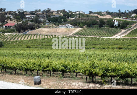 Les vignobles de Temecula, CA de Vindemia Vineyards and Vineyard and Winery Banque D'Images