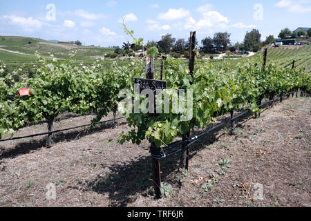 Les vignobles de Temecula, CA de Vindemia Vineyards and Vineyard and Winery Banque D'Images