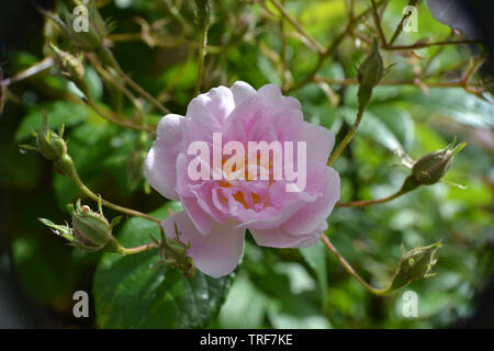 Rambling rose, Paul's Himalayan musk Banque D'Images