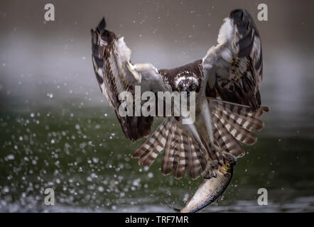 Plongée Osprey pour un poisson Banque D'Images