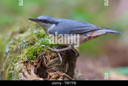 Bulbul à perchés sur un tronc moussu près d'un étang dans la forêt Banque D'Images