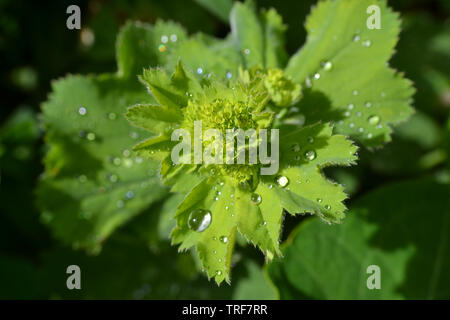 Alchemilla mollis, Lady's mantle Banque D'Images