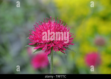 Knautia Macedonia, Macédonien scabious Banque D'Images