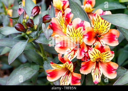 L'Alstroemeria, ou Lily péruvienne, l'Été Indien variété dans une frontière herbacées en banlieue de jardin arrière, London, UK Banque D'Images