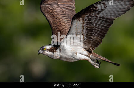 Plongée Osprey pour un poisson Banque D'Images