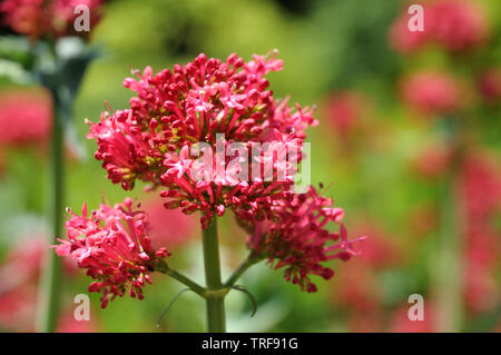 Inflorescence de valériane rouge avec de nombreuses petites fleurs rouges en grappes de croissance Banque D'Images