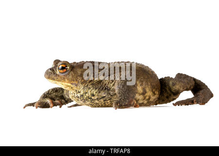 Reptiles crapaud crapaud commun Bufo bufo ou isolated on White Banque D'Images